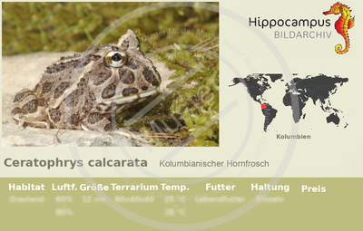 Etiketten von Ceratophrys calcarata