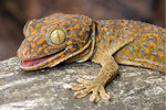 Etiketten für Gekko gecko 