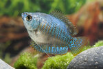 Etiketten für Trichogaster lalius Neon Blue w 