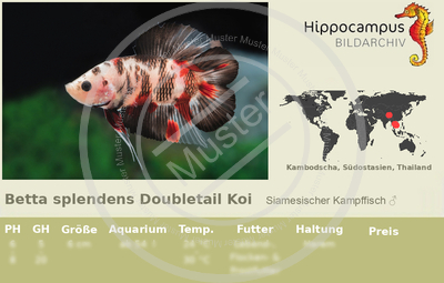 Label Betta Splendens Doubletail Koi