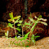 Etiketten für Ammania gracilis 