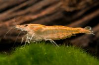 Etiketten für Neocaridina davidi Sakura Orange 