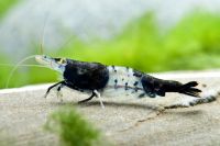 Etiketten für Neocaridina davidi 'carbon rili' 