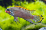 Etiketten für Pelvicachromis taeniatus Nigeria Red 