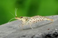 Etiketten für Caridina rubropunctata 