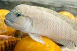 Etiketten für Telmatochromis temporalis Shell 