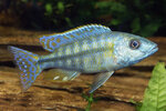 Etiketten für Dimidiochromis kiwinge 