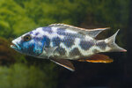 Etiketten für Nimbochromis livingstonii 