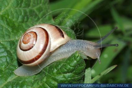 Cepaea Hortensis Alias Weissmundige Banderschnecke Garten