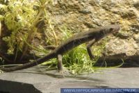 Hynobius nigrescens, Dunkler Winkelzahnmolch, Sendai Salamander 