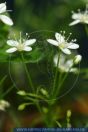 Moehringia muscosa, Moos-Nabelmiere, Mossy sandwort, meringia  