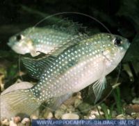 A02195_1 Anomalochromis thomasi (Pelvicachromis)<br>