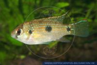 A02195_2 Anomalochromis thomasi (Pelvicachromis)<br>