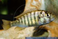 Pundamilia(Haplochromis) nyererei