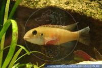 A55040	Pelvicachromis	humilis 	FT15112005	Rotsaum-Pelvicachromis	Redseam-Pelvicachromis female