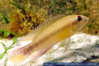 A55040	Pelvicachromis	humilis	male	FT 151105 Rotsaum-Pelvicachromis	Redseam-Pelvicachromis