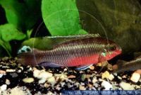 A55100 Pelvicachromis pulcher CAMEROUN wild<br>