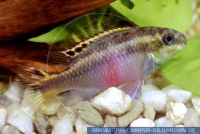 A55110 Pelvicachromis pulcher RED<br>