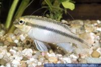 A55110_1 Pelvicachromis pulcher RED<br>