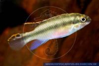 A55130 Pelvicachromis pulcher<br>