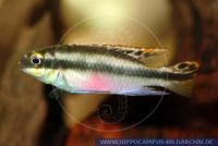 A55120	Pelvicachromis	pulcher "YELLOW"						Purpurprachtbarsch, Koenigscichlide	Rainbow Cichlid; Kribensis		West-Africa