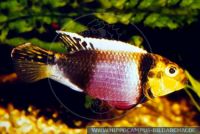 A55250 Pelvicachromis subocellatus MATADIreal<br>