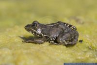 Rana perezi,Iberischer Wasserfrosch,Perez's Frog