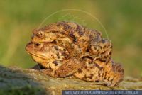 Bufo bufo, Erdkroete, Common Toad 