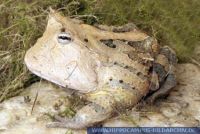 Ceratophrys cornuta, Schmuck-Hornfrosch, Horned Frog 