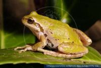 Hyla&Acirc;&nbsp;regilla, Pazifik-Laubfrosch, Pacific tree frog 