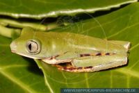 Phyllomedusa tomopterna, Makifrosch, Tiger-striped leaf frog 
