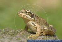 Rana temporaria, Grasfrosch, Common frog 
