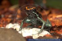 Phyllobates vittatus, Gestreifter Blattsteiger, Striped Poison Frog 