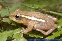 Hyperolius spec., Riedfrosch, Reed Frog 