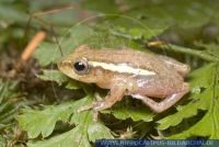 Hyperolius spec., Riedfrosch, Reed Frog 