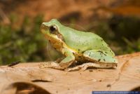 Hyla chinensis, Bunter Laubfrosch, Common Chinese Tree Frog 