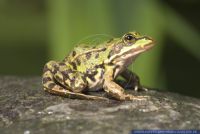 Rana ridibunda,Pelophylax ridibundus, Seefrosch, Marsh Frog 