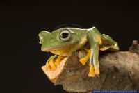Rhacophorus reinwardtii, Java-Flugfrosch, Java Flying Frog 