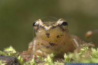 Hyperolius mitchelli, Mitchells Riedfrosch, Mitchell's Reed Frog 