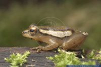 Hyperolius mitchelli, Mitchells Riedfrosch, Mitchell's Reed Frog 