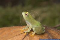 Hyperolius pusillus, Seerosen-Riedfrosch, Water Lily Reed Frog, Transparent Reed Frog 