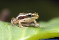 Epipedobates tricolor, Dreifarbiger Baumsteiger, Phantasmal Poison Frog