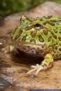 Ceratophrys ornata,Schmuckhornfrosch,Argentine Horned Frog,Bell Horned Frog