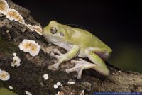 Litoria caerulea,Korallenfinger Laubfrosch,White's Tree Frog