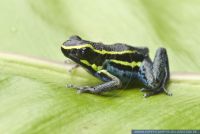 Hyloxalus azureiventris,Blaubauch-Blattsteiger,Sky-Blue Poison Frog