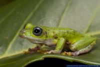 Hyperolius fusciventris burtoni,Riedfrosch,Lime reed frog