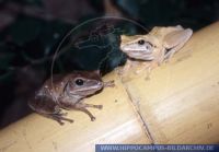 Polypedates leucomystax, 
Wei§bart-Ruderfrosch,
Asian Tree Frog
