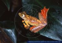 Rhacophorus pardalis, Roter Borneo Flugfrosch, Schwarzpunkt-Flugfrosch, Gliding tree frog 