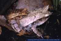 Megophrys nasuta, Zipfelfrosch, Malayan Horned Frog 
