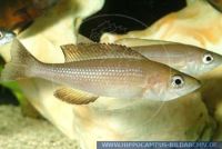Cyprichromis leptosoma"Tricolor"